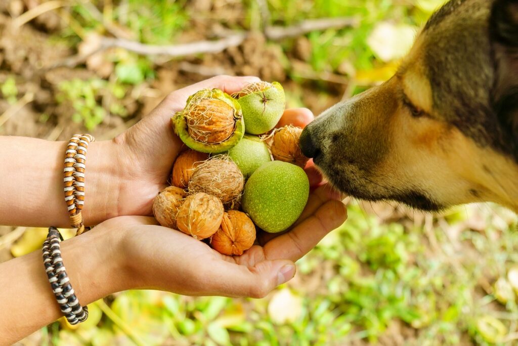 Un chien peutil manger des noix ? zooplus Magazine