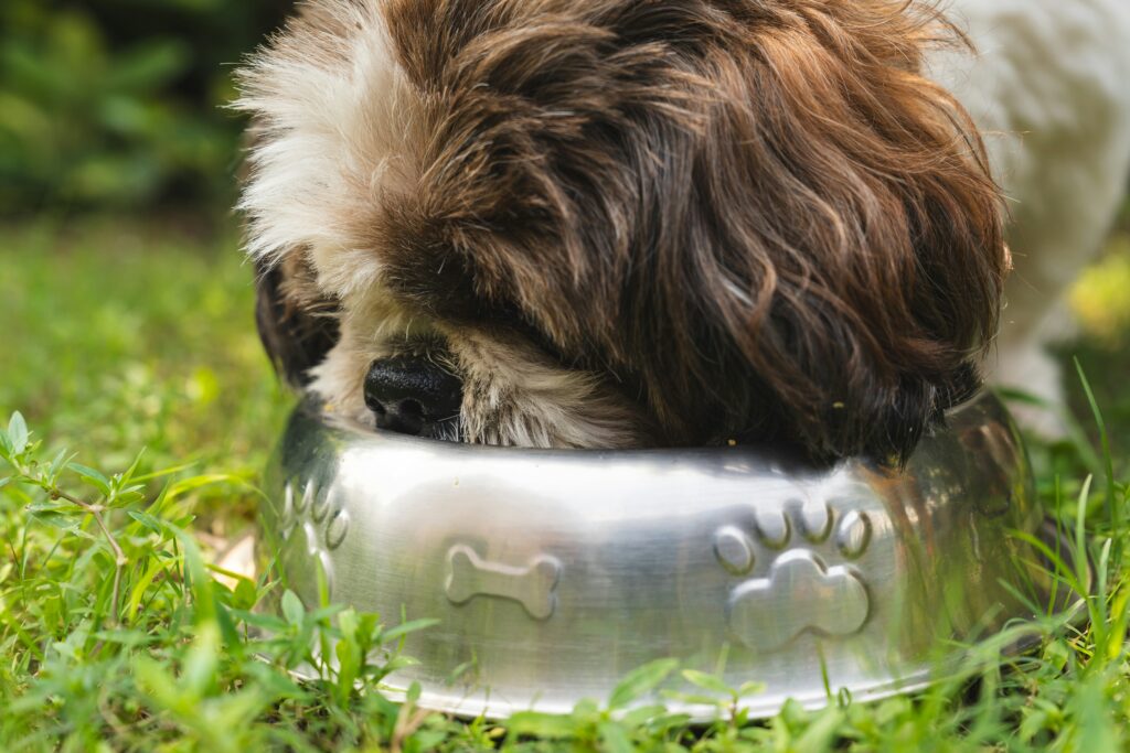 pour chien peutil en manger ? zooplus Magazine