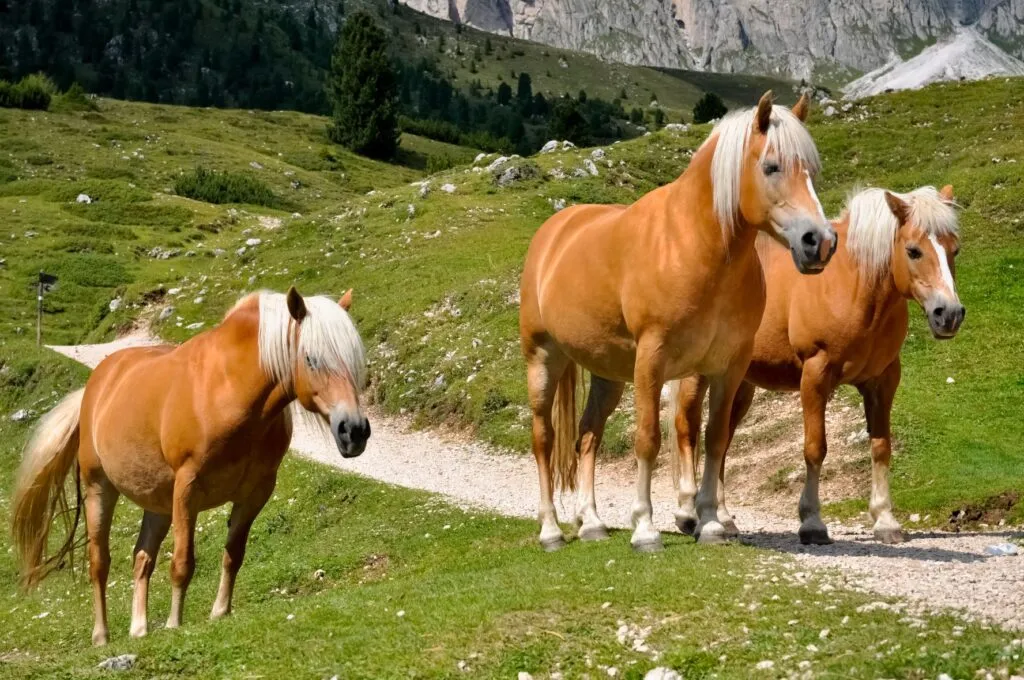 Chevaux Haflinger sur un chemin de Montagne