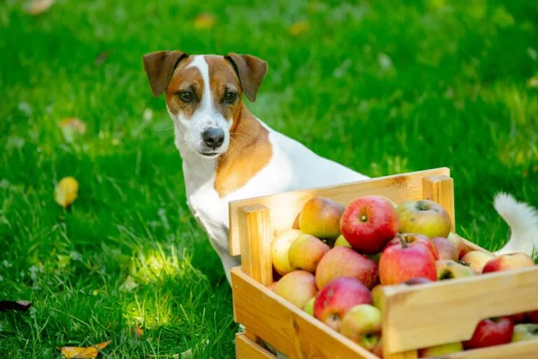 Un chien près d’un panier de pommes sur l’herbe pomme pour chien