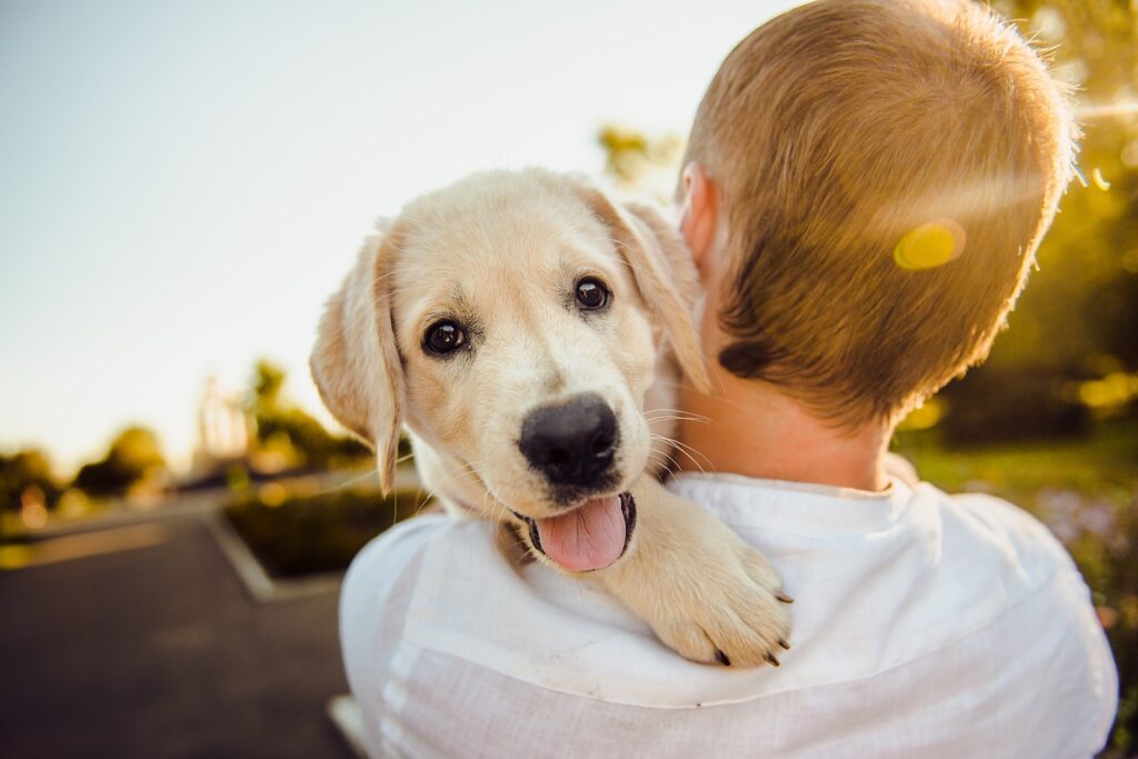 Prénoms de chien en V les meilleures idées pour mâle et femelle