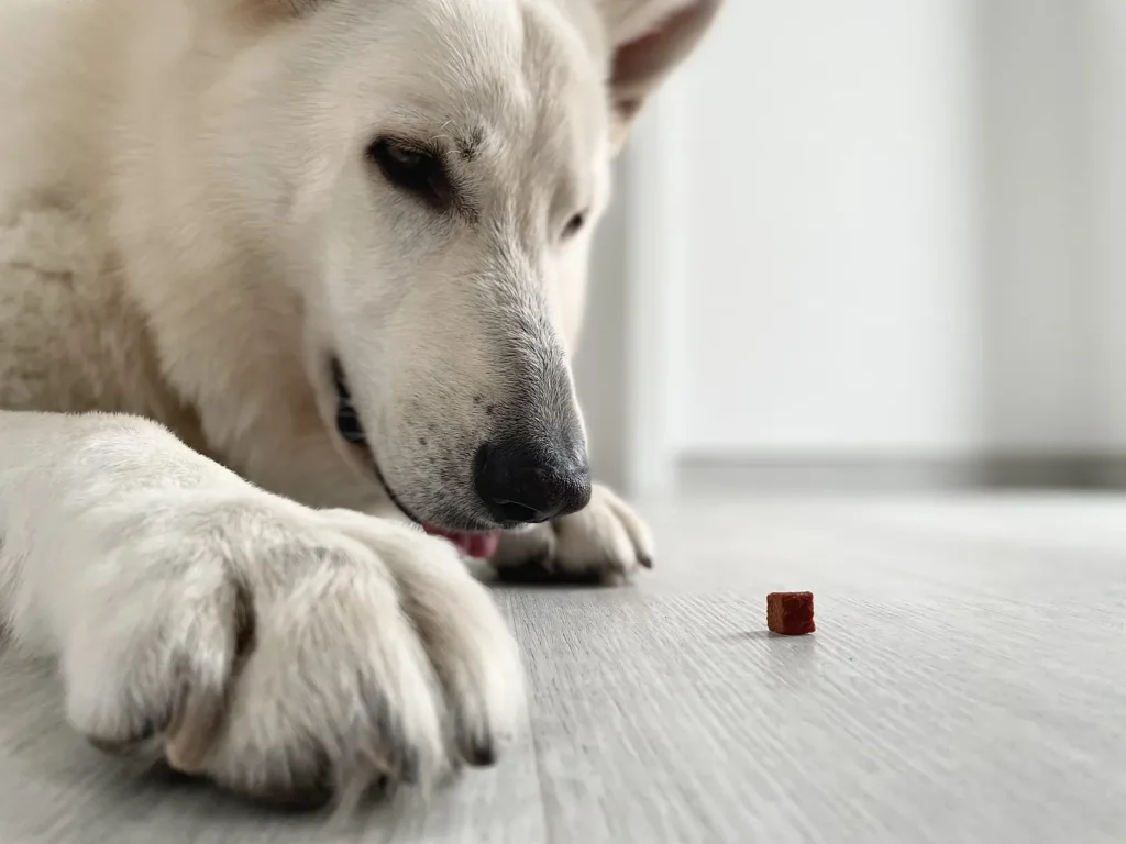 Le chien observe sa friandise