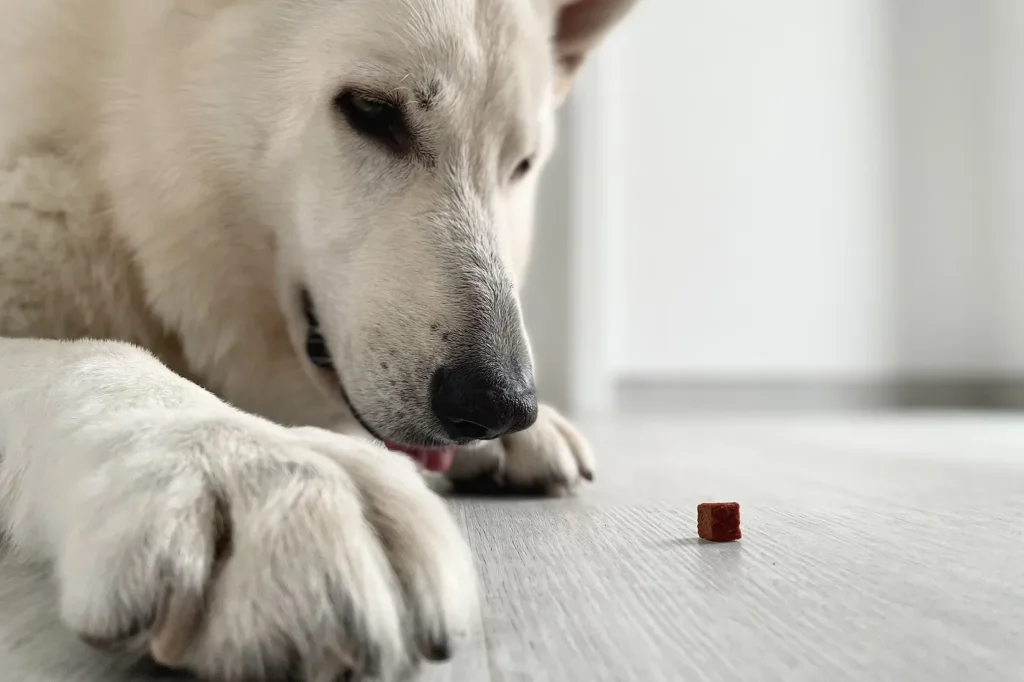 Le chien observe sa friandise