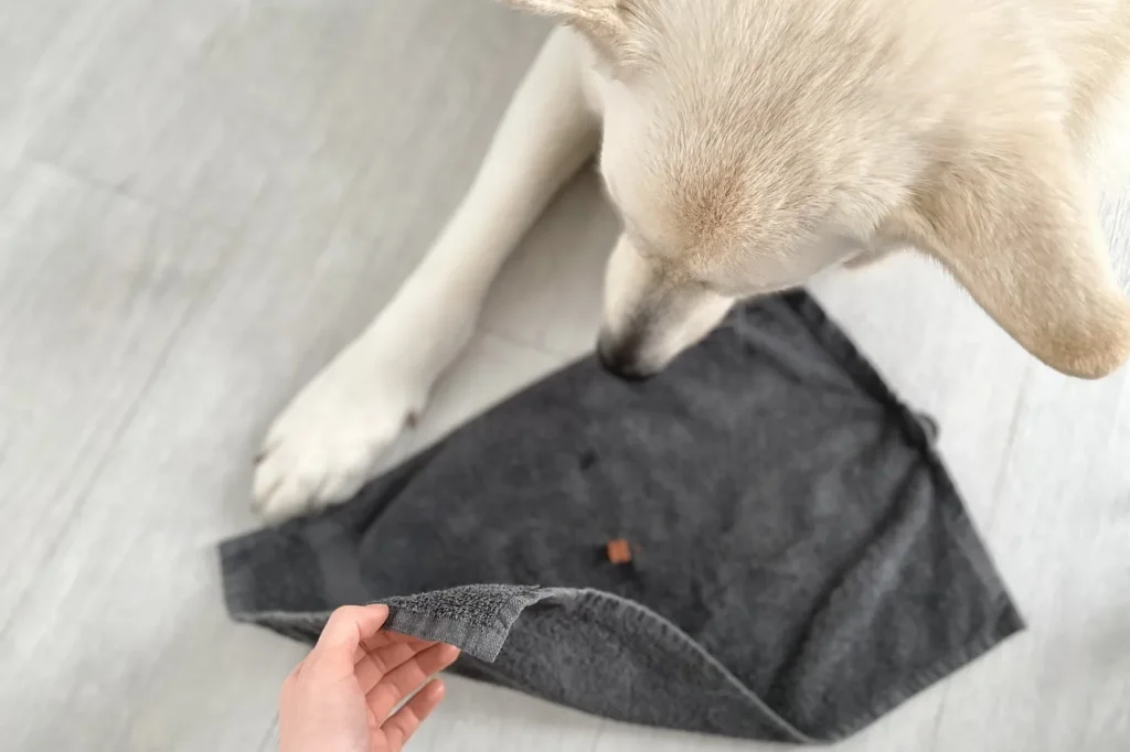 Le chien regarde la serviette qui va &ecirc;tre remplie de friandises