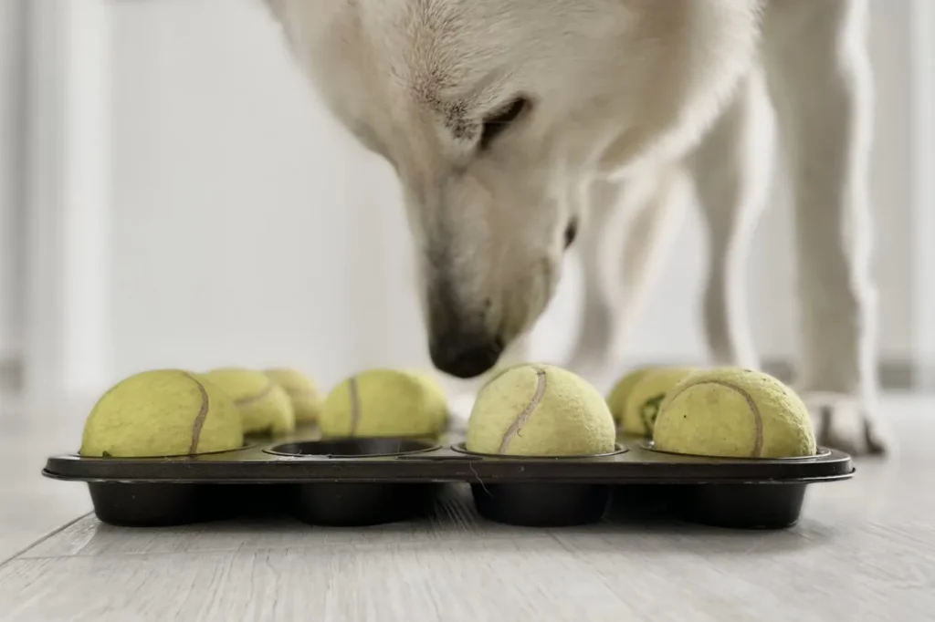 Le chien regarde le moule &agrave; muffins rempli de balles et de friandises