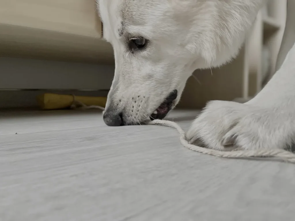 Le chien tire sur une corde reli&eacute;e &agrave; un Dummy