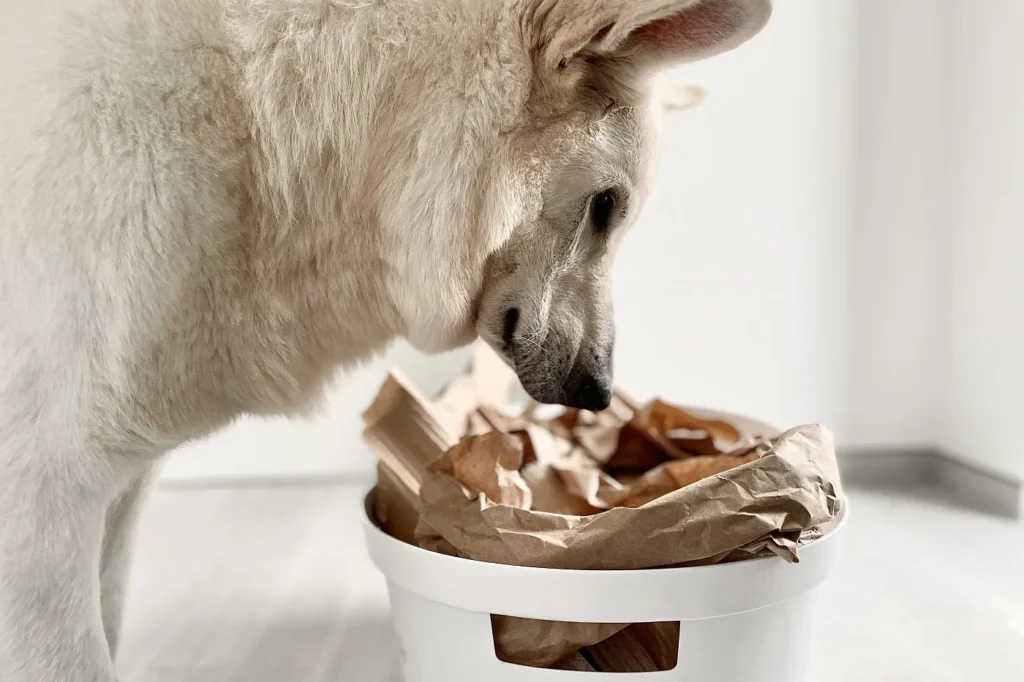 Un chien se tient devant une bo&icirc;te &agrave; renifler remplie de papier et de friandises