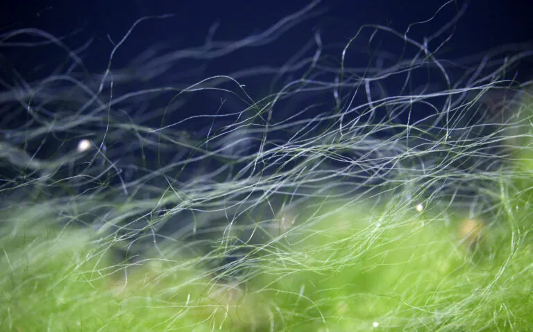 algues filamenteuses aquarium