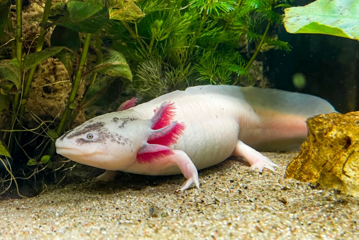 Axolotl prix, taille et vie en aquarium Tout savoir sur ce poisson