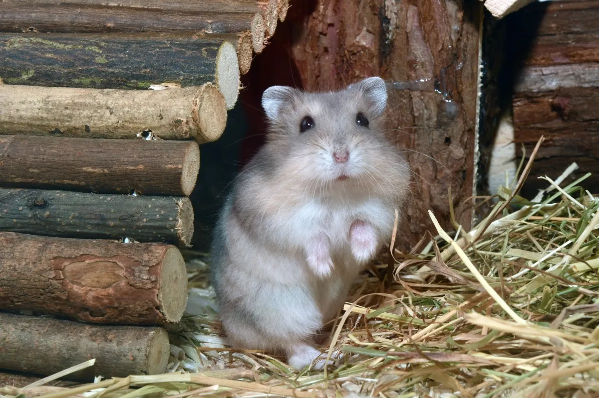 Le Hamster Nain Le Plus Mignon Du Monde — free download