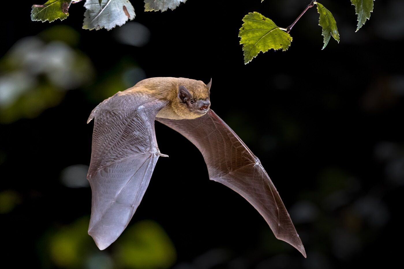 Chauve souris Tout Savoir Sur Ce Mammif re Nocturne Fascinant chauve-souris-tout-savoir-sur-ce-mammif-re-nocturne-fascinant