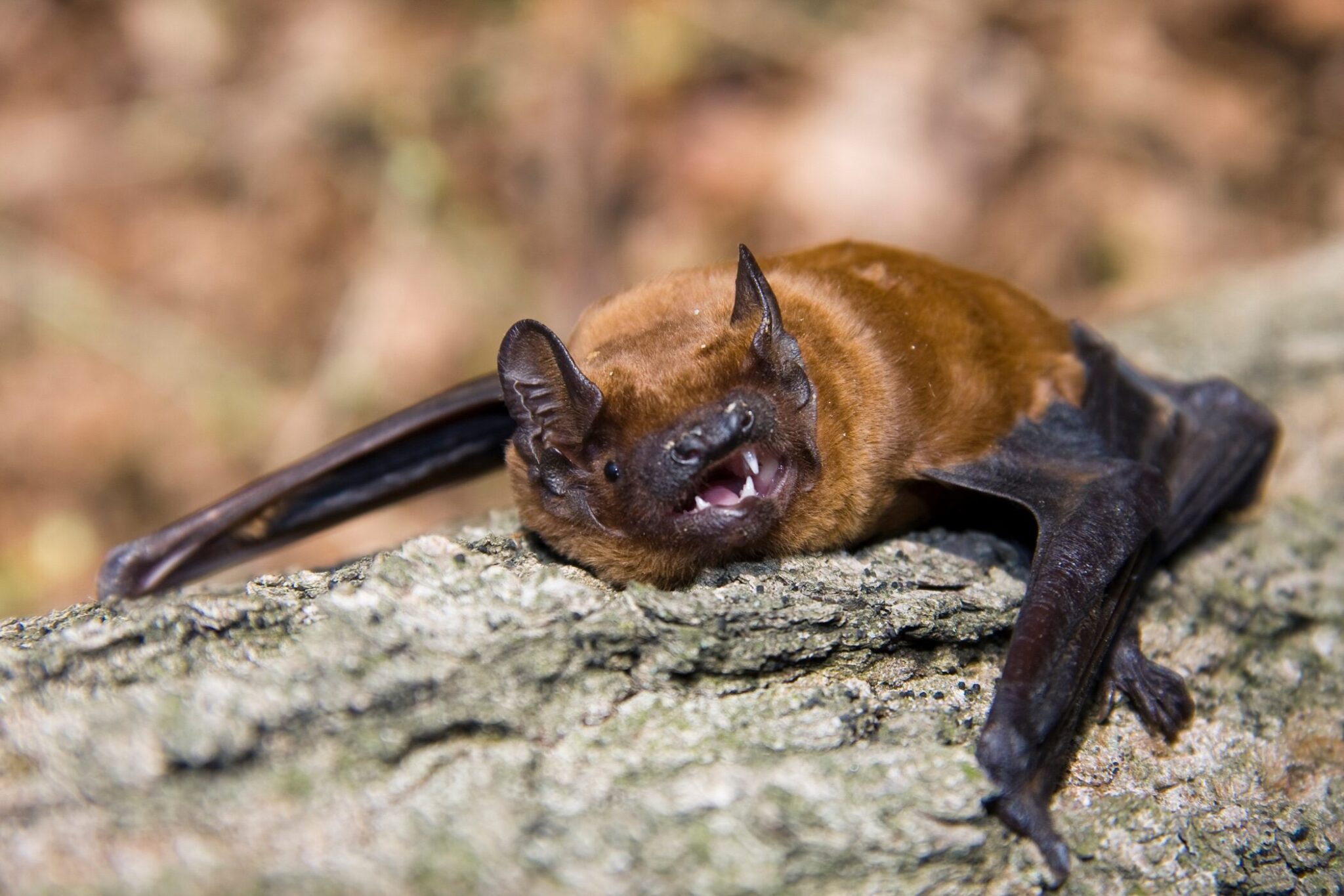La nuit de la chauve-souris - Patrimoine(s) de l'Ain