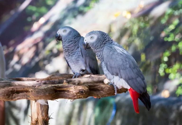 Deux gris du Gabon perchés sur une branche gris du Gabon