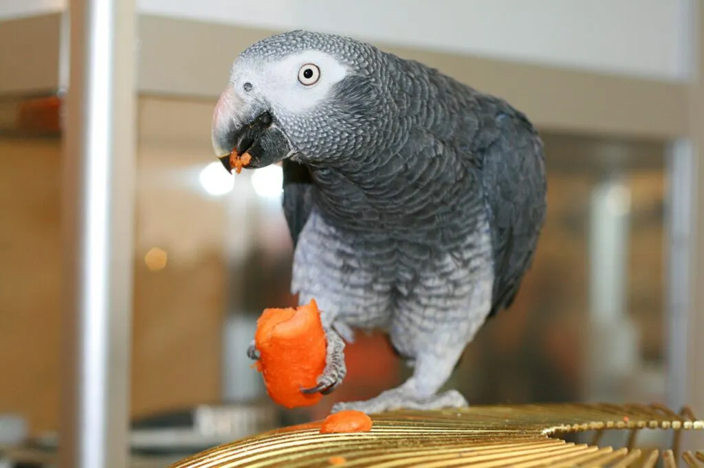 Perroquet Gris du Gabon qui mange perroquet gris du gabon