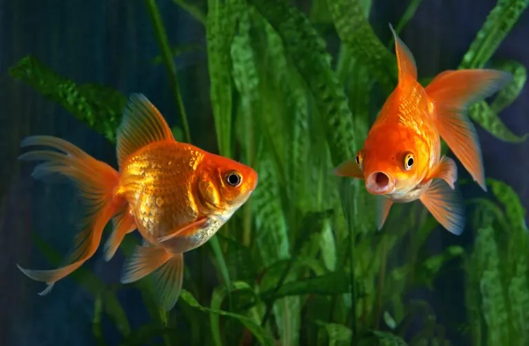 poisson rouge