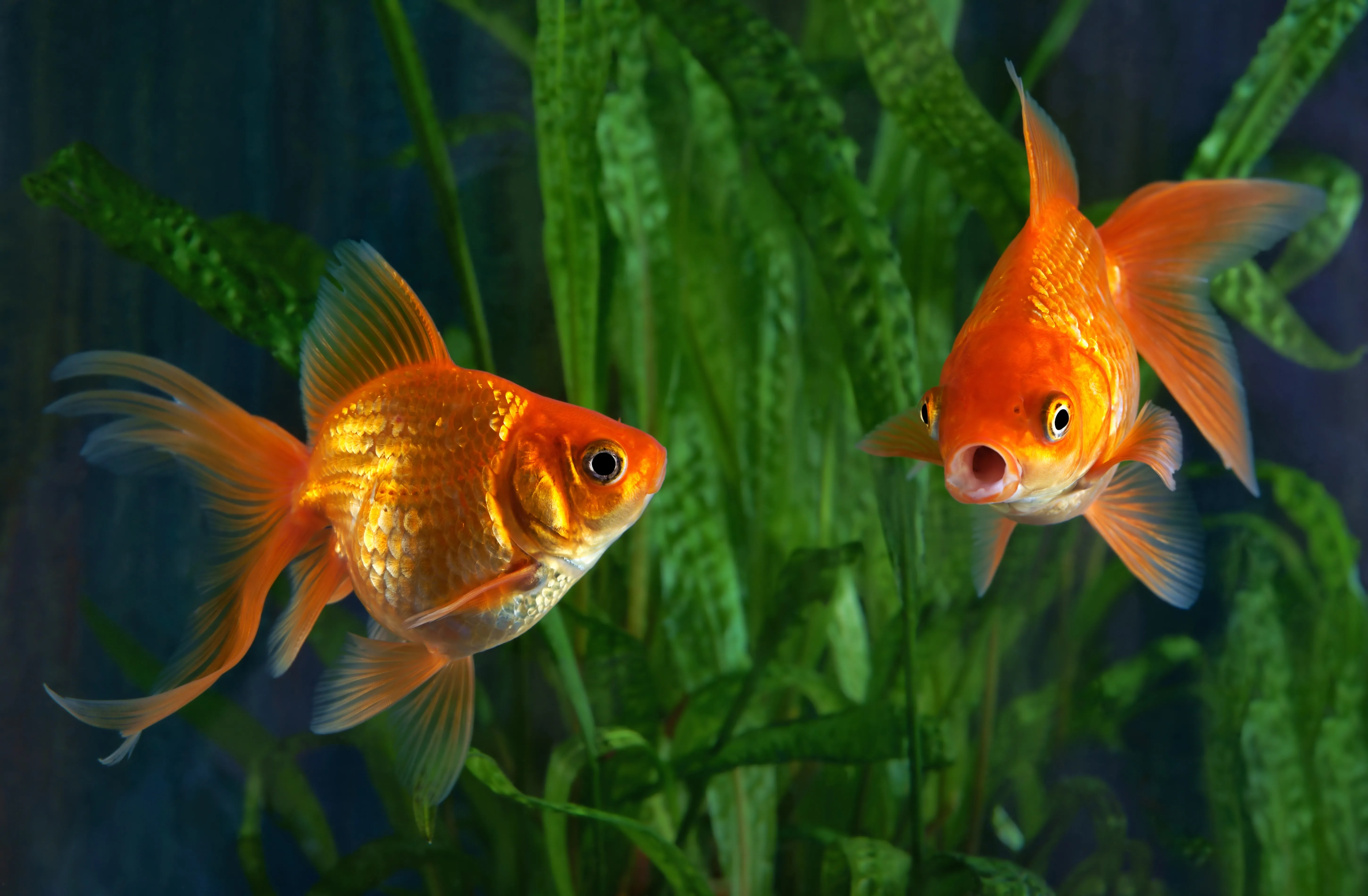 Crer Un Aquarium Pour Vos Poissons Rouges Guide Complet — free download