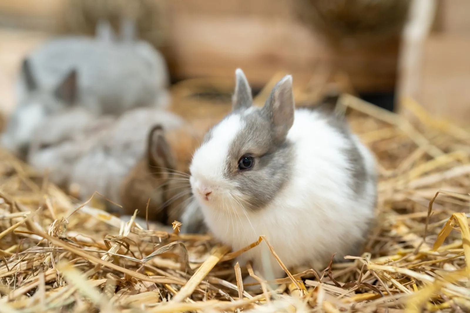 Lapin nain de couleur : caractéristiques, soins, espérance de vie