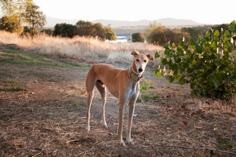 Un galgo espagnol regarde l’objectif