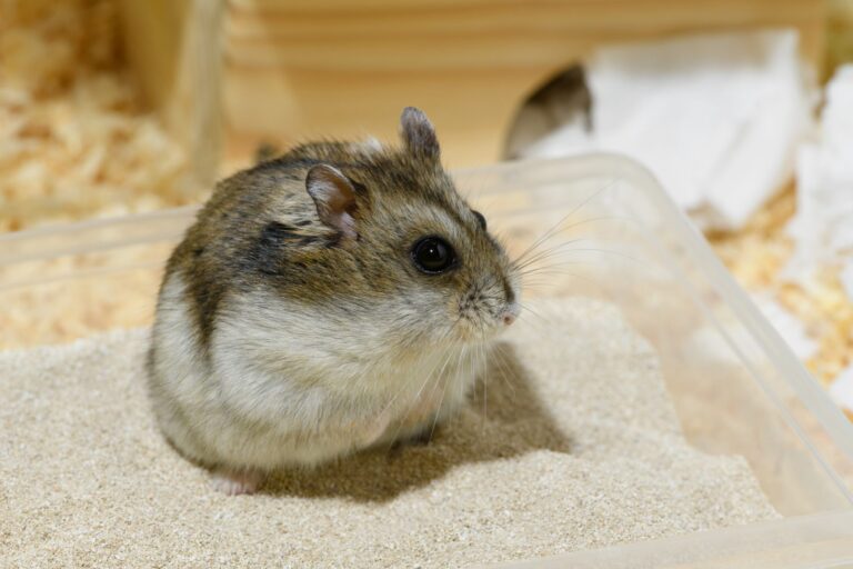 Hamster nain apparence, taille, alimentation, espérance de vie