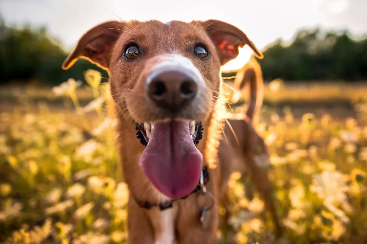 Noms de chien femelle : nos meilleures idées pour votre chienne