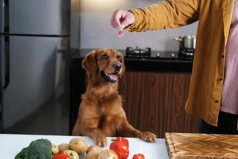 Un chien posant ses pattes avant sur une table de cuisine faire la nourriture de son chien