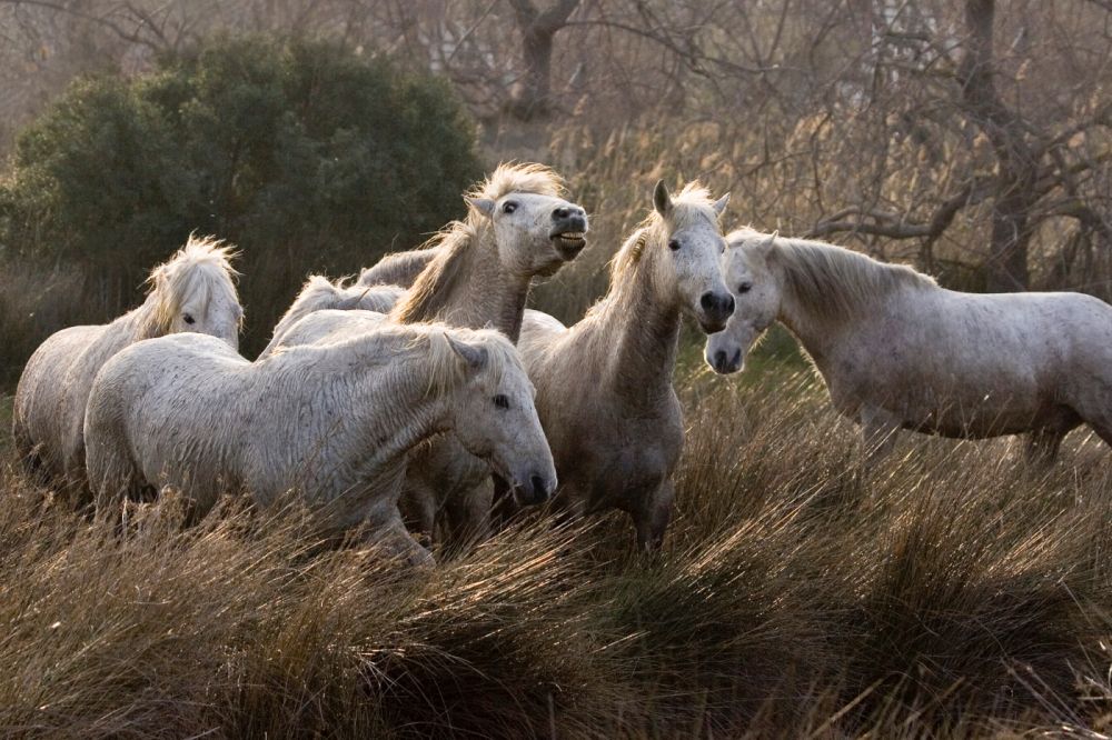 cheval de camargue