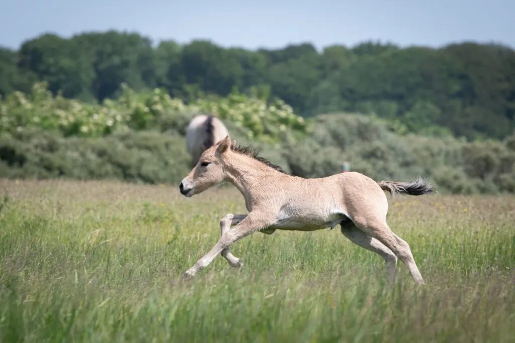 cheval konik