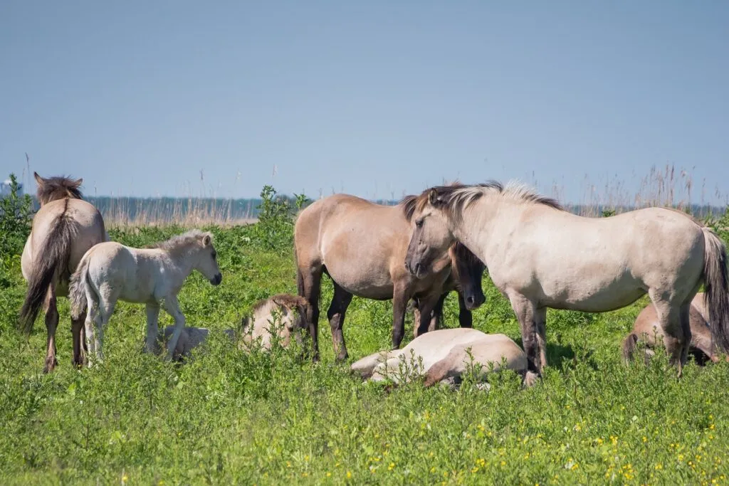cheval polonais