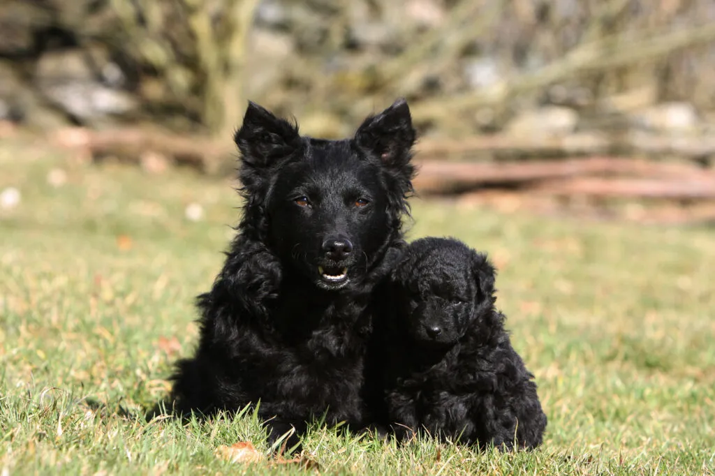 mudi chien noir