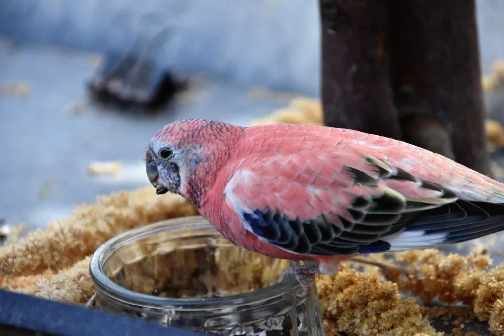 Une perruche de Bourke rose perchée sur un verre perruches de bourke rose