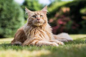 Top 20 des races de chat les plus populaires