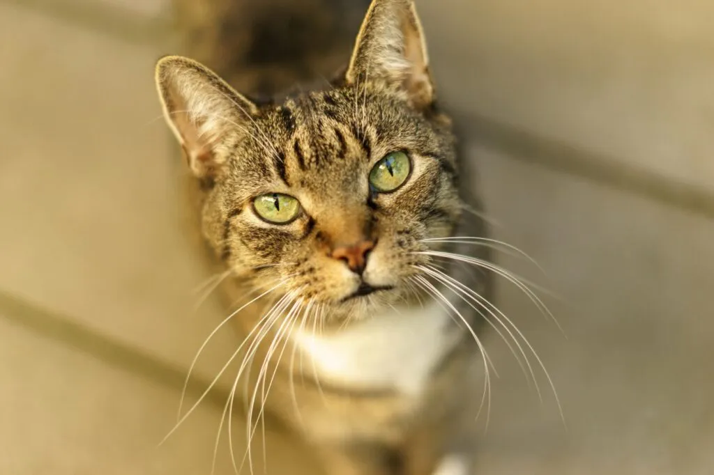 chat européen