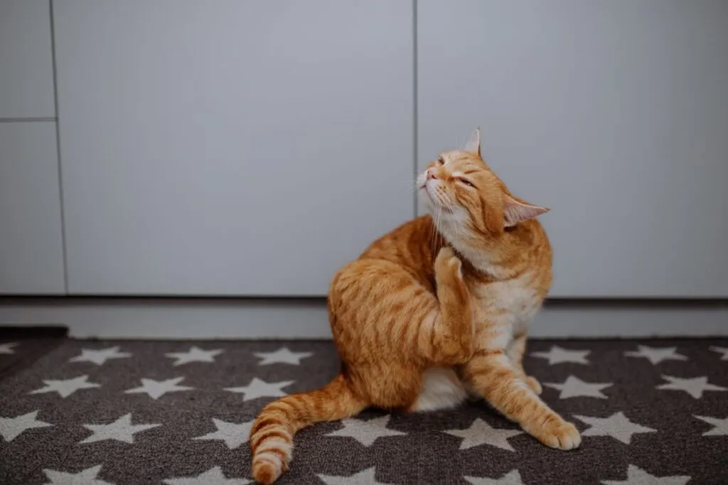 Un chat roux se gratte avec sa patte arri&egrave;re