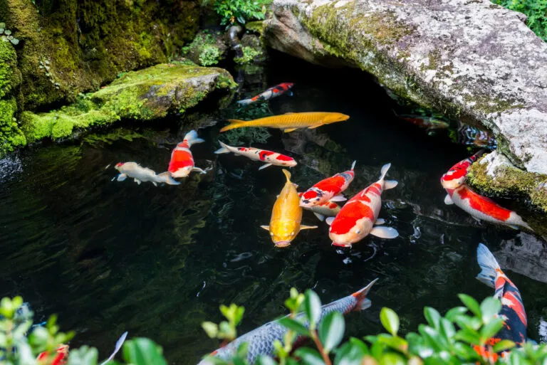 carpe koi