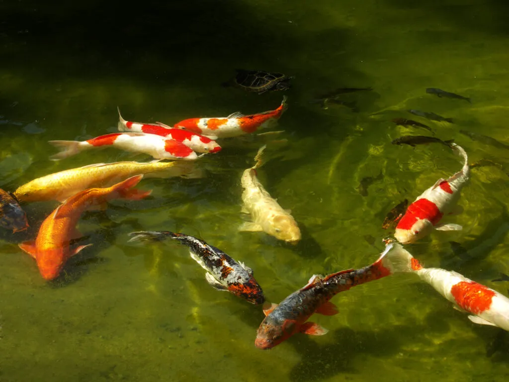 carpes koï