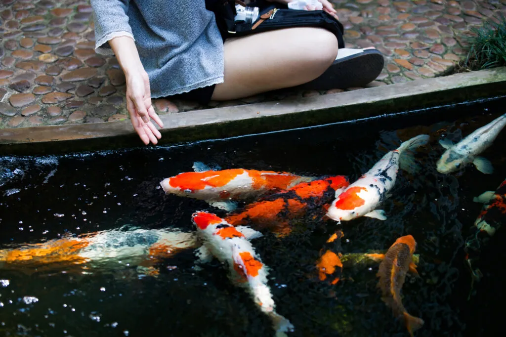 poisson japonais