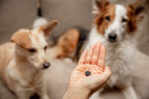 Charbon pour chien : dosage et effets 