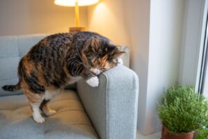 Démangeaisons chez le chat 