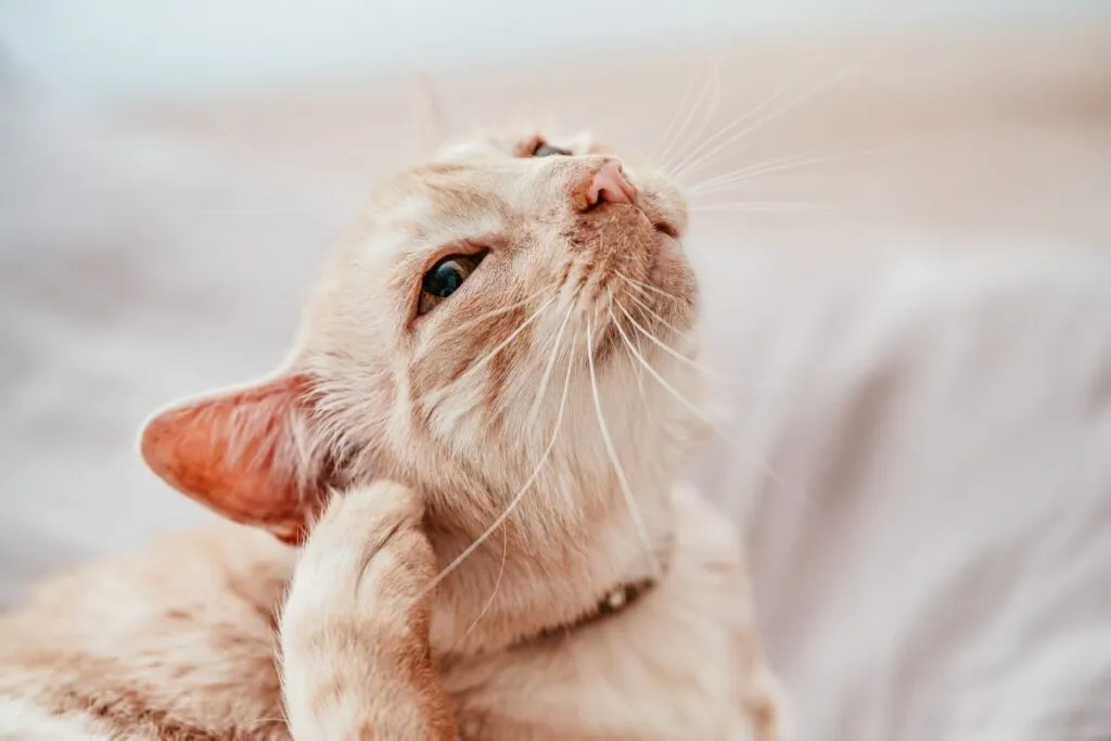 Un chat qui se gratte l’oreille démangeaison chez le chat
