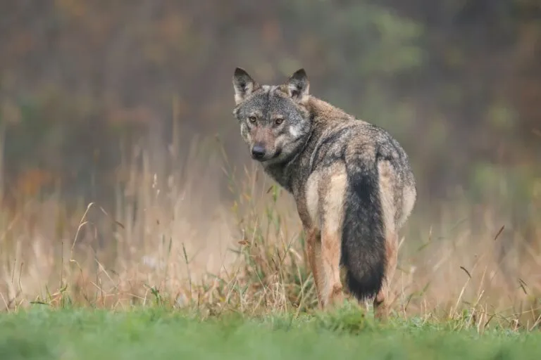 différence entre chien et loup