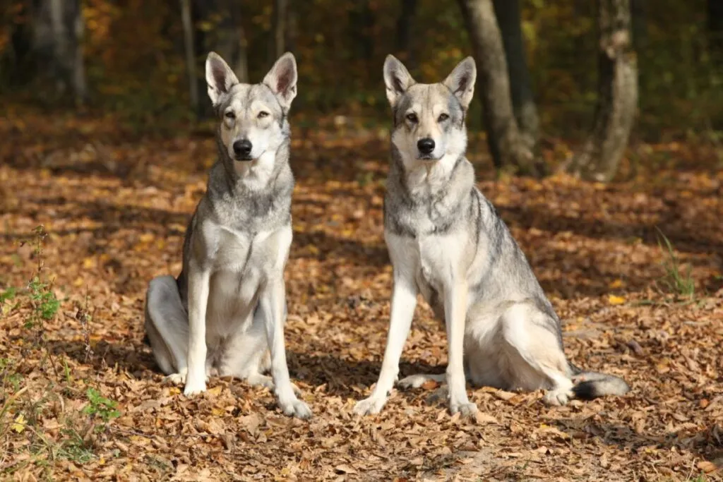 chien loup