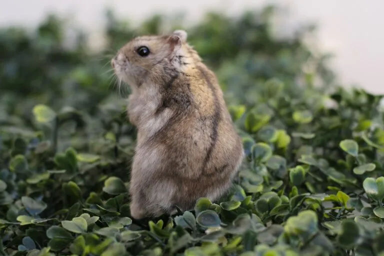 hamster chinois