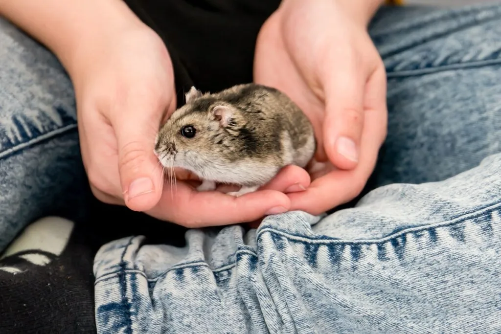 hamster nain chinois