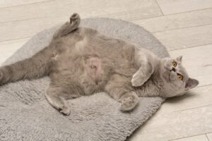 Hernie ombilicale chez le chat