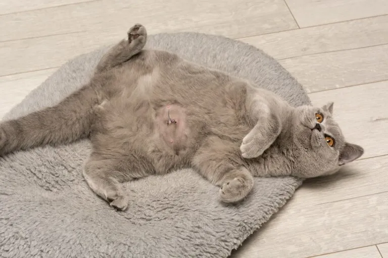 Un chat après une opération de la hernie ombilicale hernie ombilicale chat