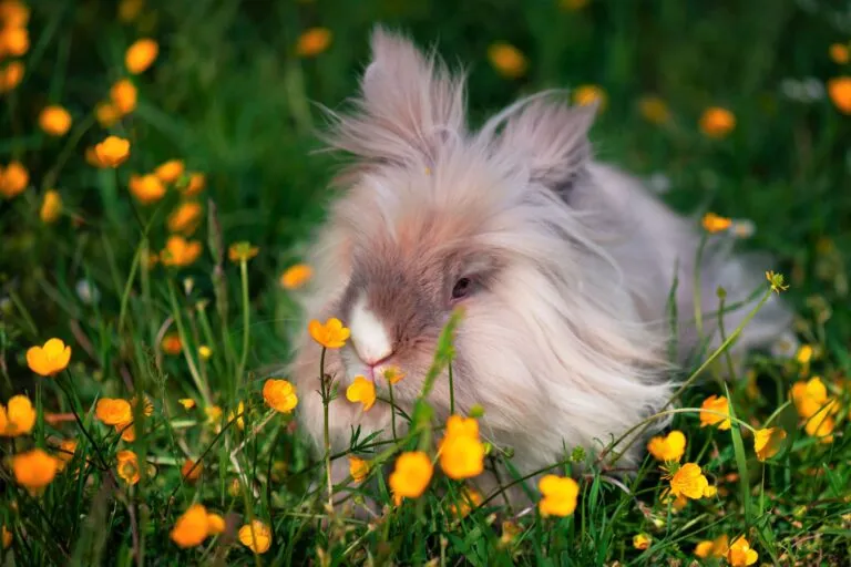 lapin teddy