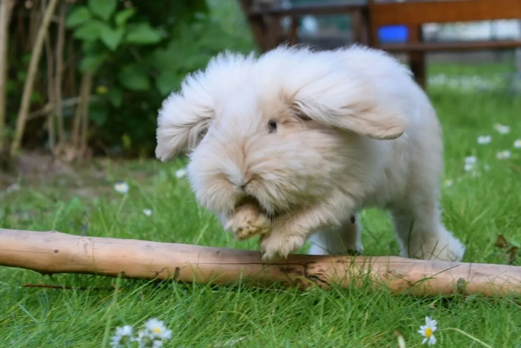 lapin domestique teddy dwarf