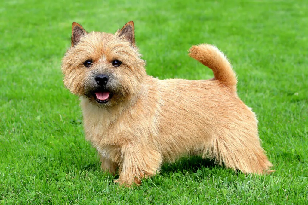 terrier de norwich