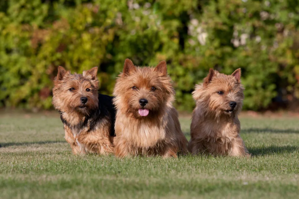 norwich terriers chiot