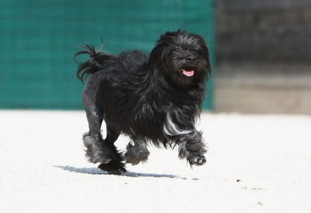 petit chien lion noir